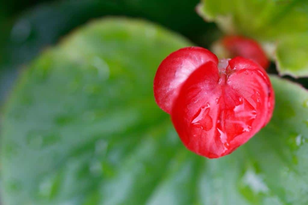 Classic begonia and modern begonia flowers