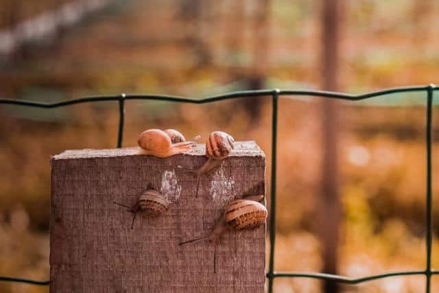 Deterring pests is one use of recycled coffee grounds