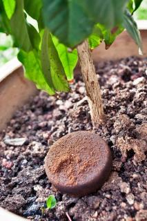 Coffee pod emptied in a houseplant