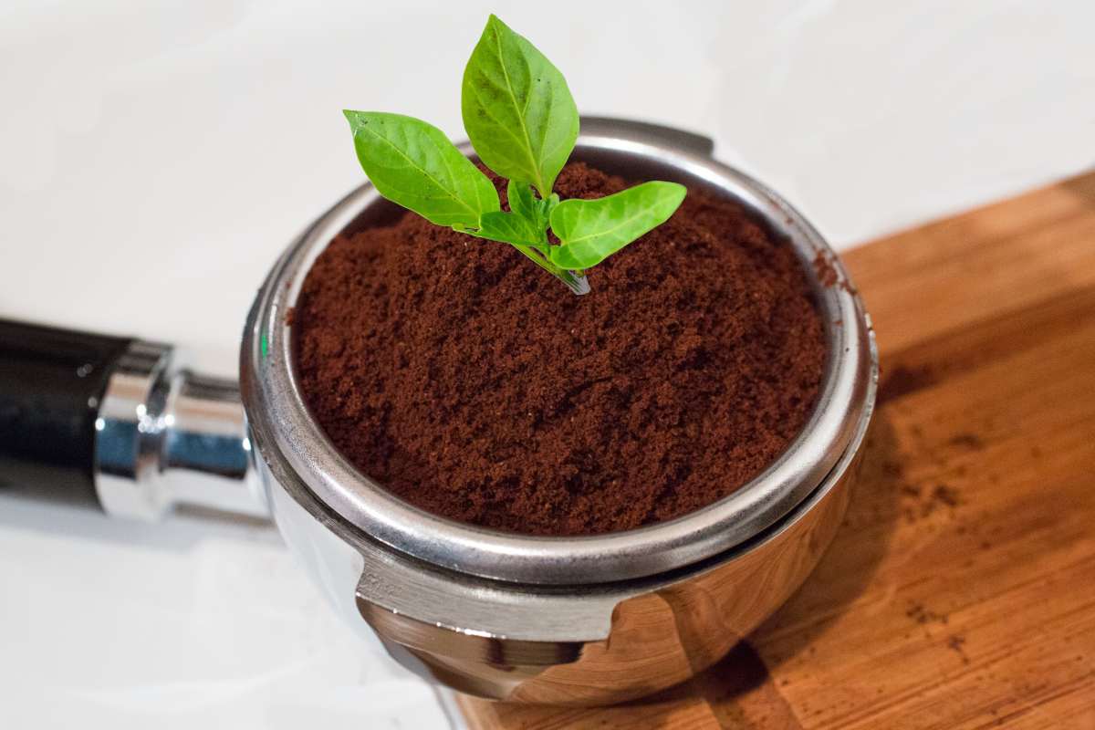 Uses of coffee grounds includes starting seedlings