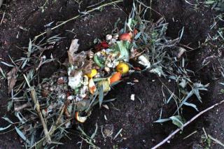 Best natural fertilizer, compost