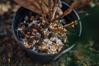 Egg shells crushed and sprinkled near a plant stem