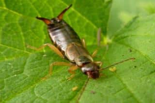 Earwig, with pinchers at the rear, eating aphids