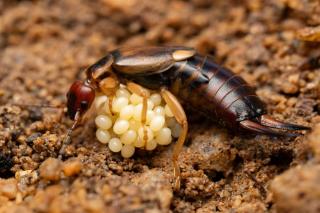 Lifecycle of an earwig