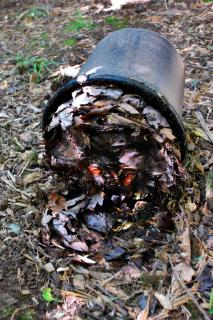 Pail with moist leaves to attract earwigs