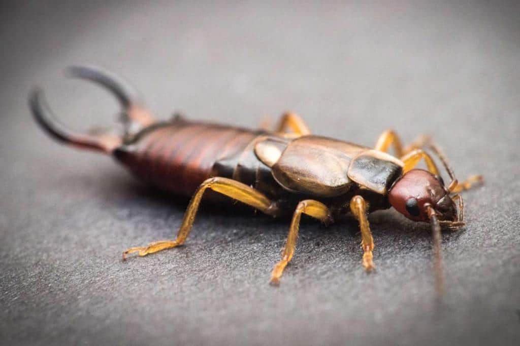 Types of earwig