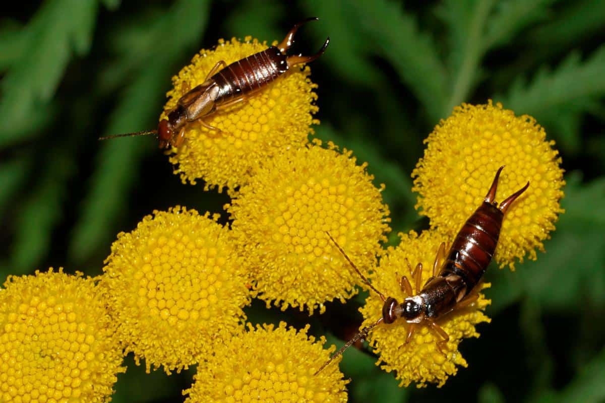 Earwigs on a yellow flower