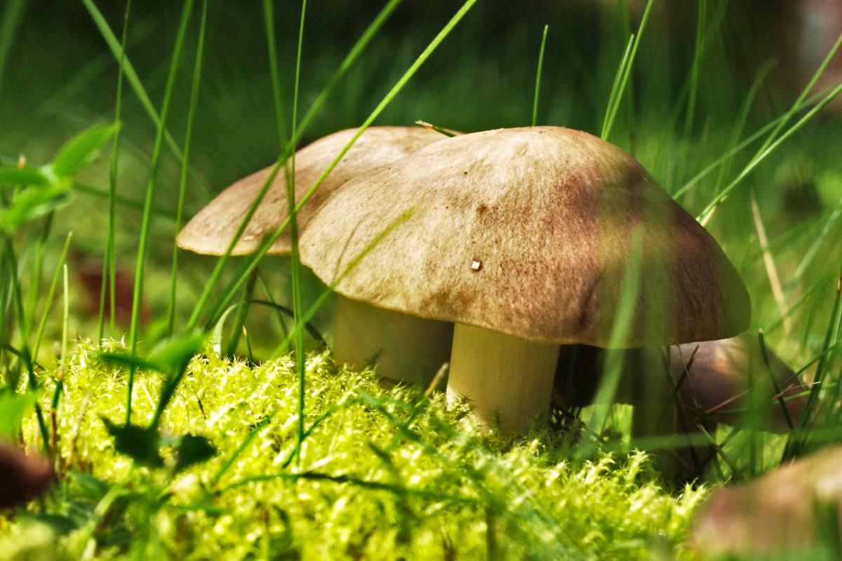 Mushrooms that grow in the garden are often dangerous, but some are edible