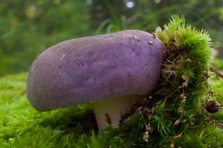 Young edible mushroom of the Russula family