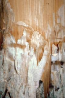 White strands show mycelium when bark is peeled, key symptom
