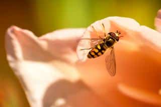 Hoverfly in a garden flower