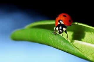 Known by all is the helpful ladybug