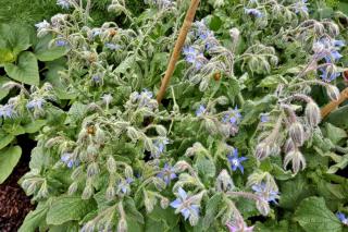 borage growing benefits