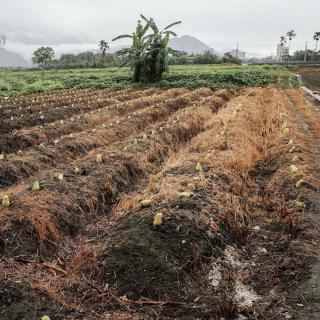 Chayote field with rich soil