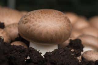 Mushroom growing on rich substrate