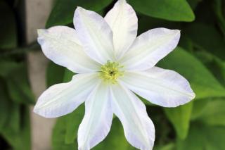 Eight-petaled white Clematis Etoile nacree