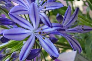 Agapanthus Northern star, the lily-of-the-nile