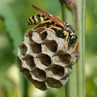 A paper wasp building a nest feeds on garden pests