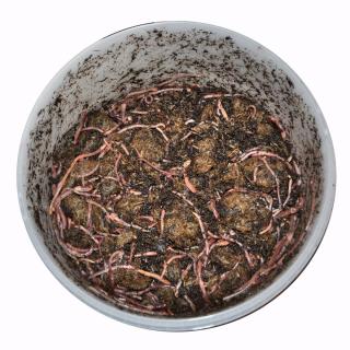 Vermicompost worms delivery