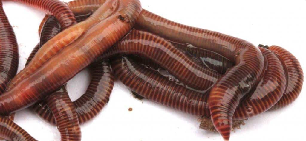 Species of worms for vermicomposting