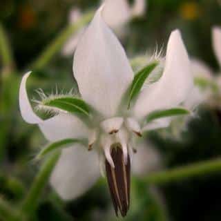 Borago alba