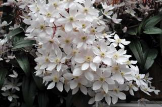 The 'Baby Star' clematis is a drought-loving vine