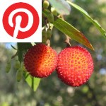 Picture related to Arbutus unedo overlaid with the Pinterest logo.