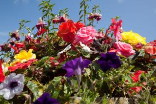 Container with lots of colors and species of summer flowers