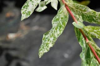 dappled leaves of the Hakuro-nishiki Japanese willow