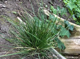 Deschampsia cespitosa in pots