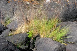 Deschampsia cespitosa tufted hairgrass