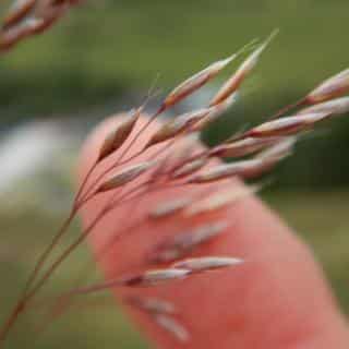 Propagating and multiplying tufted deschampsia cespitosa hairgrass