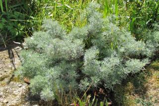 The White artemisia will survive drought well