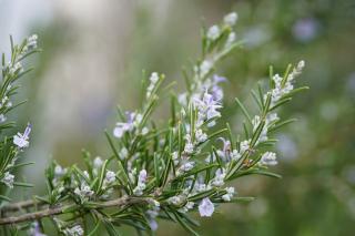 Another drought-resisting herb is rosemary