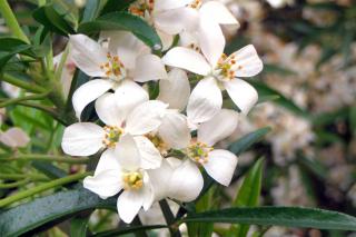 Choisy ternata is a shrub that resists drought well