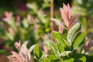 flamingo willow