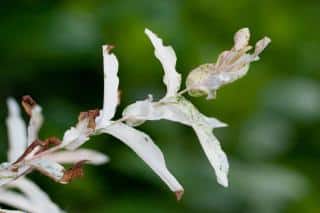 Disease and dying off due to heat sometimes kills the tree