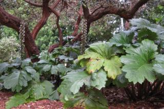 Acanthus is one of the flowers that resists drought