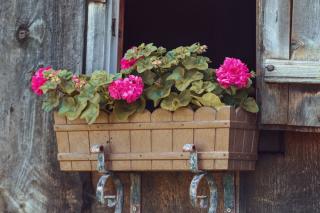 Best species of garden boxes for Spring