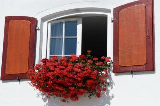 Geraniums are famous garden box flowers in Summer