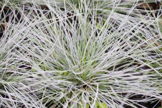 One of the types of drought-resisting grasses is blue fescue