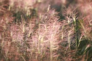 Hazy pink flower seeds for this special drought-loving grass