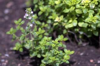 A favorite around the hot dry mediterranean is this lemon thyme