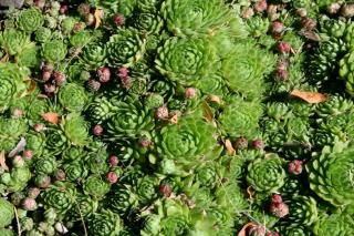 Houseleek forming full green groundcover