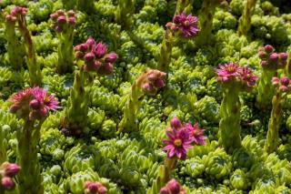 Growing tips to have sempervivum growing, in this case for groundcover