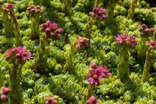 Ground cover houseleek