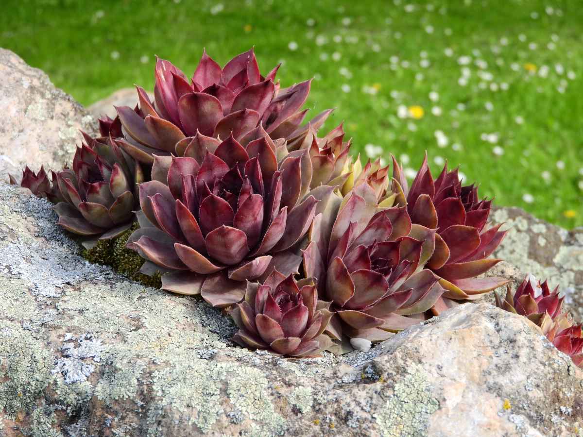 houseleek species varieties