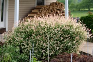 Planting a Japanese willow