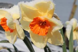 The legend of Narcissus comes from Greece