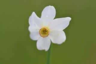 Narcissus species and varieties